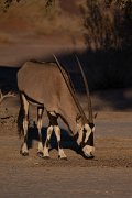 DPPhotography - Namibia - Gemsbok - J
