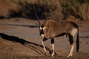 DPPhotography - Namibia - Gemsbok - K