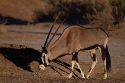 DPPhotography - Namibia - Gemsbok - L