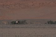 DPPhotography - Namibia - Gemsbok - M