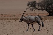 DPPhotography - Namibia - Gemsbok - N