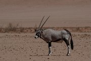 DPPhotography - Namibia - Gemsbok - O