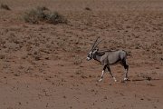 DPPhotography - Namibia - Gemsbok - P