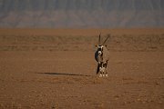 DPPhotography - Namibia - Gemsbok - Q