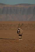 DPPhotography - Namibia - Gemsbok - R