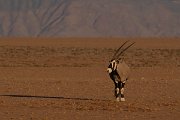 DPPhotography - Namibia - Gemsbok - S