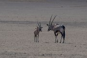 DPPhotography - Namibia - Gemsbok - T