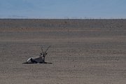 DPPhotography - Namibia - Gemsbok - U