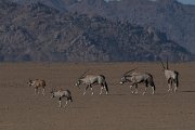 DPPhotography - Namibia - Gemsbok - V