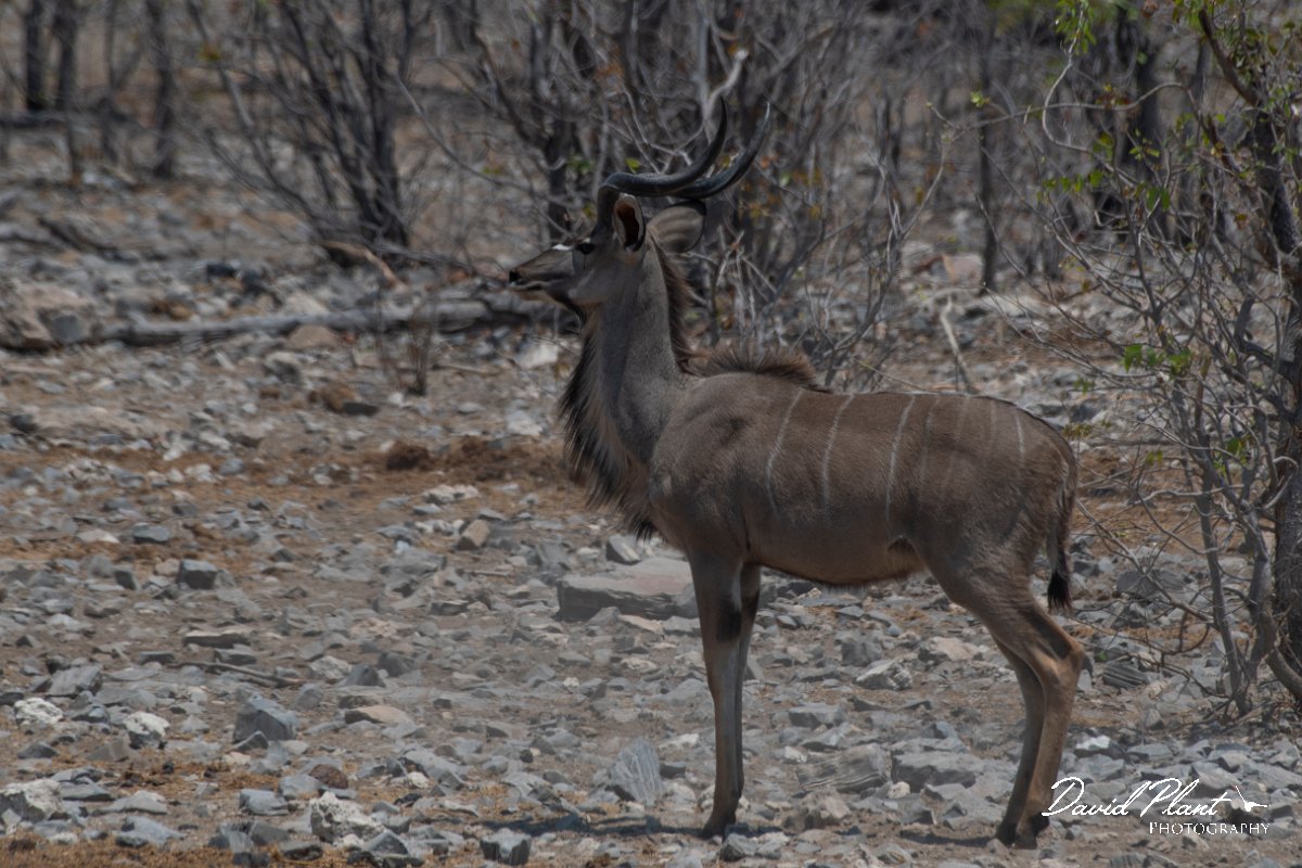 DPPhotography - Namibia - Greater kudu - A.jpg - Greater kudu male - Etosha National Park