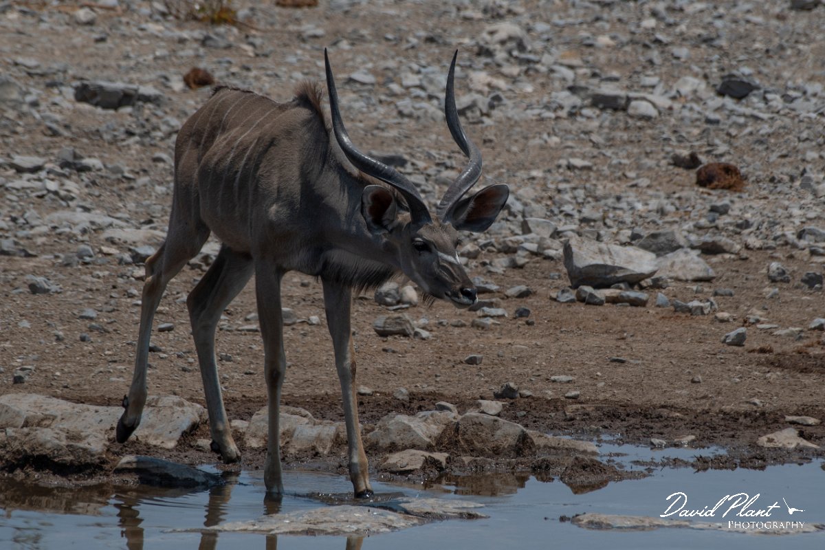 DPPhotography - Namibia - Greater kudu - B.jpg - Greater kudu male - Etosha National Park