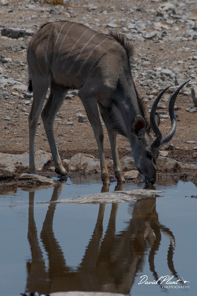 DPPhotography - Namibia - Greater kudu - C.jpg - Greater kudu male - Etosha National Park