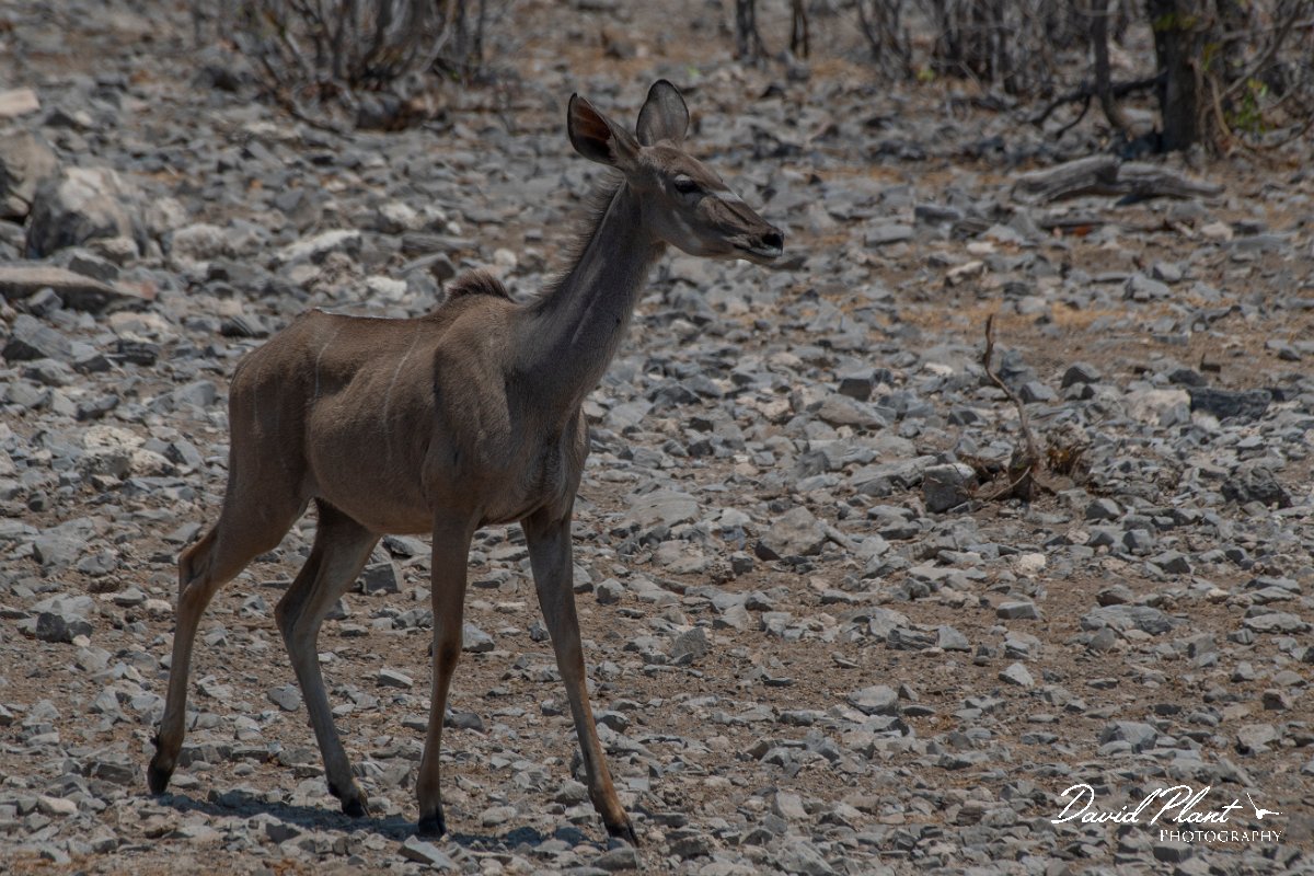 DPPhotography - Namibia - Greater kudu - D.jpg - Greater kudu female - Etosha National Park