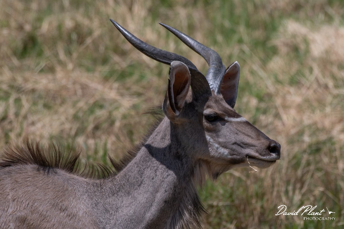 DPPhotography - Namibia - Greater kudu - F.jpg - Greater kudu young male - Waterberg