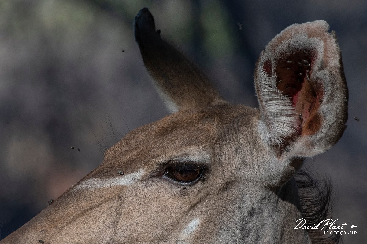 DPPhotography - Namibia - Greater kudu - G.jpg - Greater kudu female - Waterberg