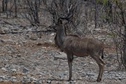 DPPhotography - Namibia - Greater kudu - A