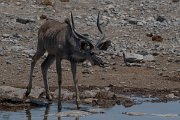 DPPhotography - Namibia - Greater kudu - B