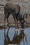 DPPhotography - Namibia - Greater kudu - C