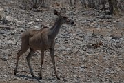 DPPhotography - Namibia - Greater kudu - D