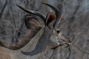 DPPhotography - Namibia - Greater kudu - E