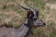 DPPhotography - Namibia - Greater kudu - F