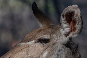 DPPhotography - Namibia - Greater kudu - G