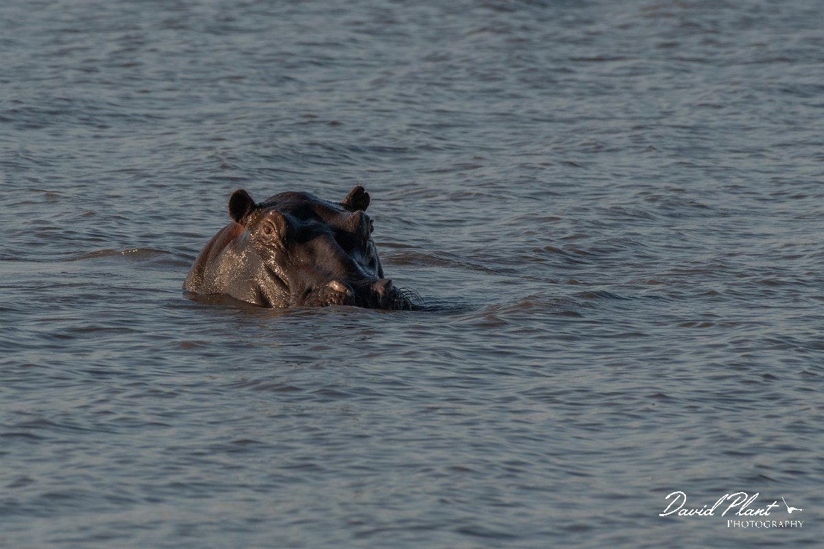 DPPhotography - Namibia - Hippopotamus - A.jpg - Hippopotamus - Mahango National Park