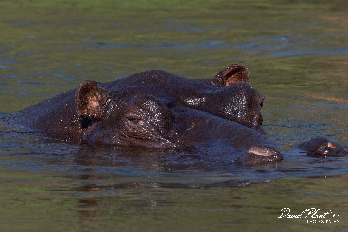 DPPhotography - Namibia - Hippopotamus - B.jpg - Hippopotamus - Popa Falls