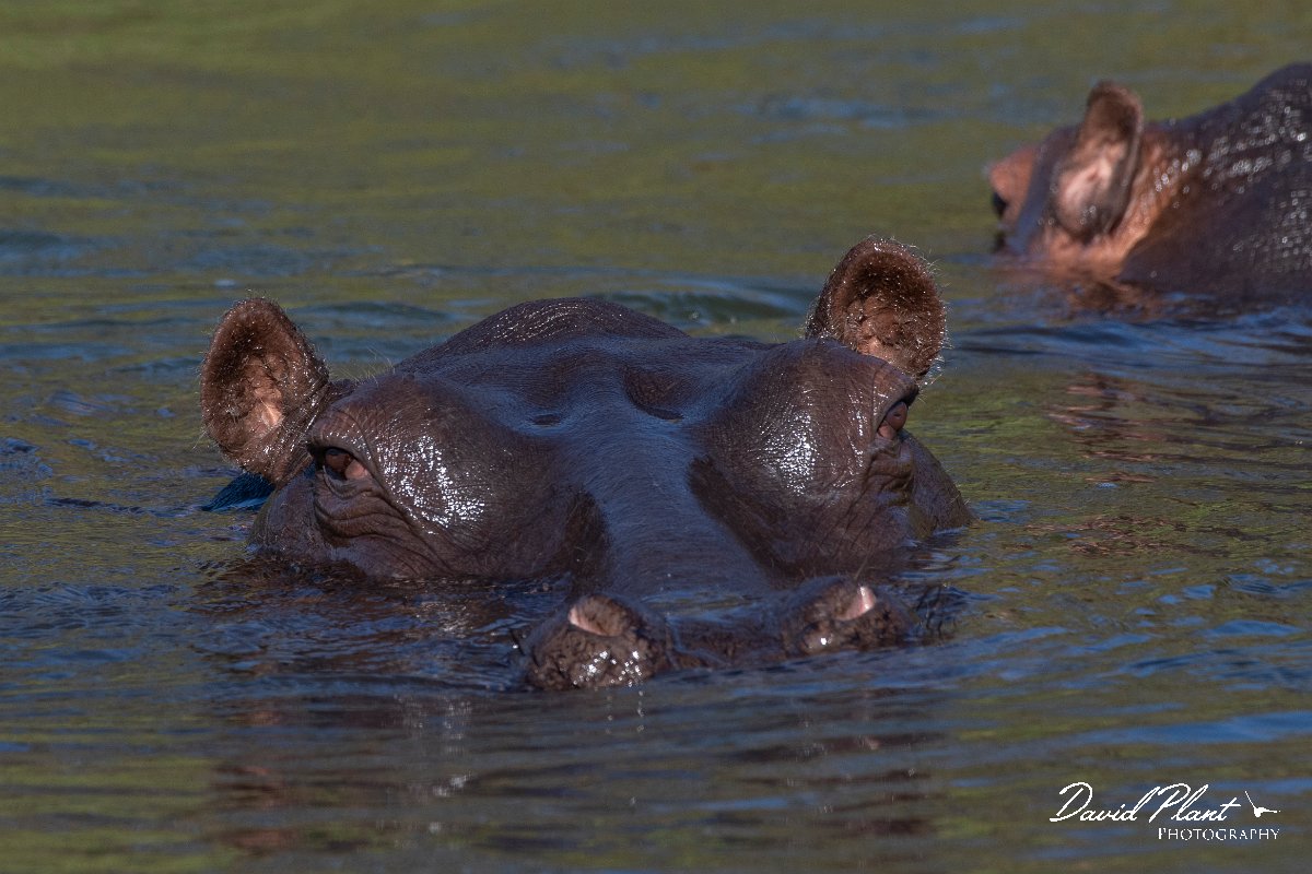 DPPhotography - Namibia - Hippopotamus - C.jpg - Hippopotamus - Popa Falls