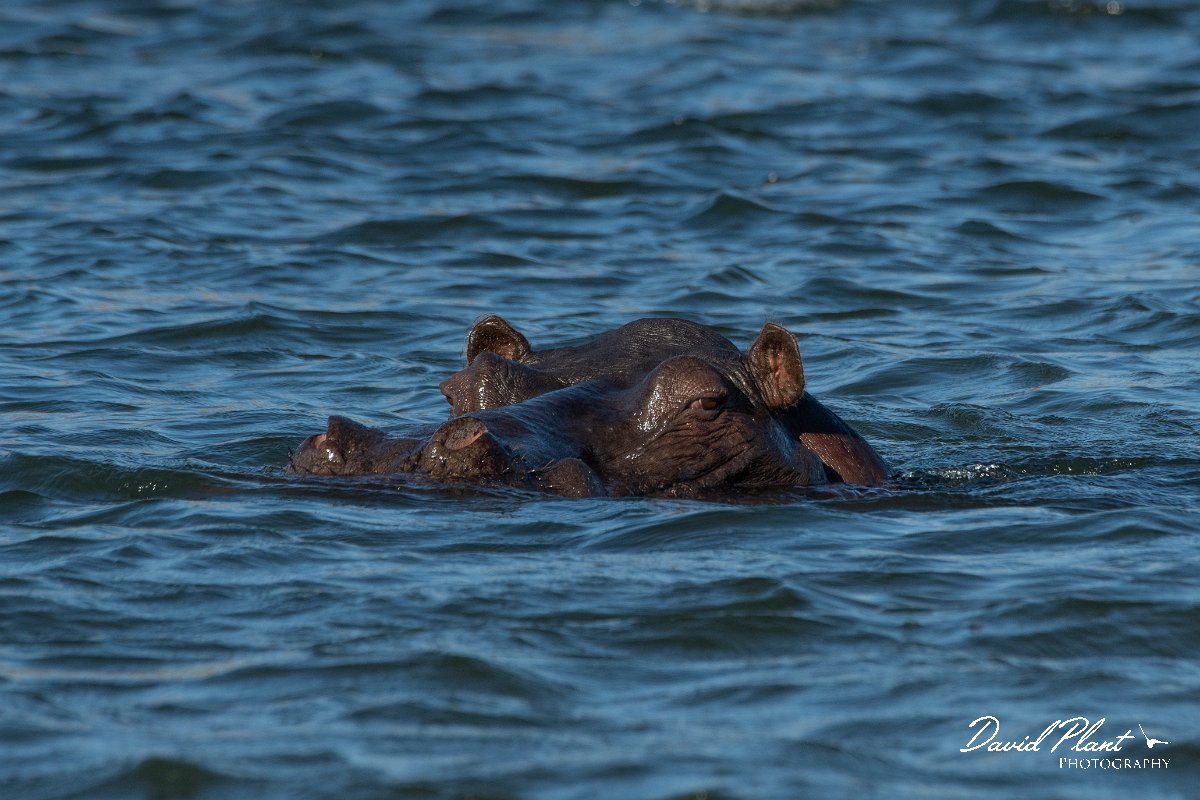 DPPhotography - Namibia - Hippopotamus - D.jpg - Hippopotamus - Popa Falls