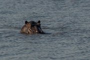 DPPhotography - Namibia - Hippopotamus - A