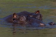 DPPhotography - Namibia - Hippopotamus - B