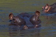 DPPhotography - Namibia - Hippopotamus - C