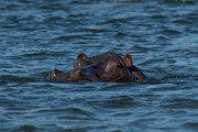 DPPhotography - Namibia - Hippopotamus - D