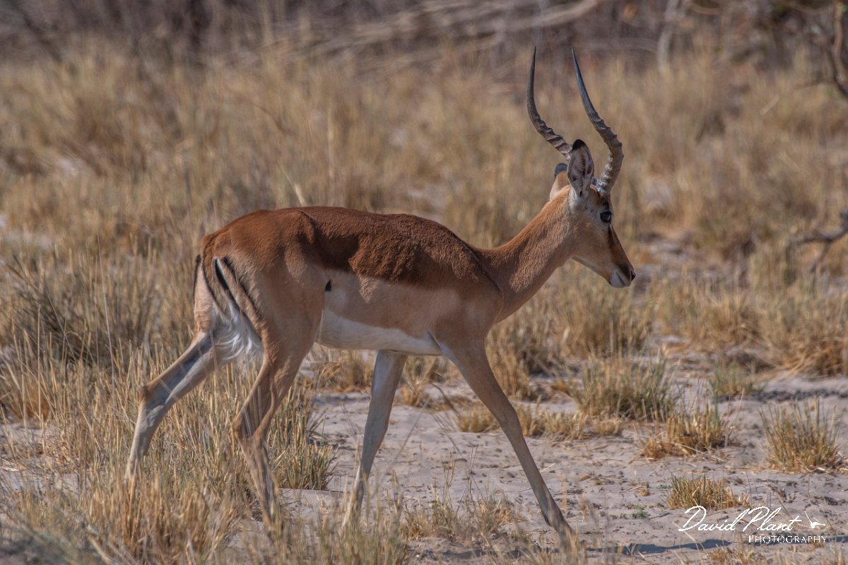 DPPhotography - Namibia - Impala - A.jpg - Impala male - Mahango National Park