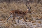 DPPhotography - Namibia - Impala - A