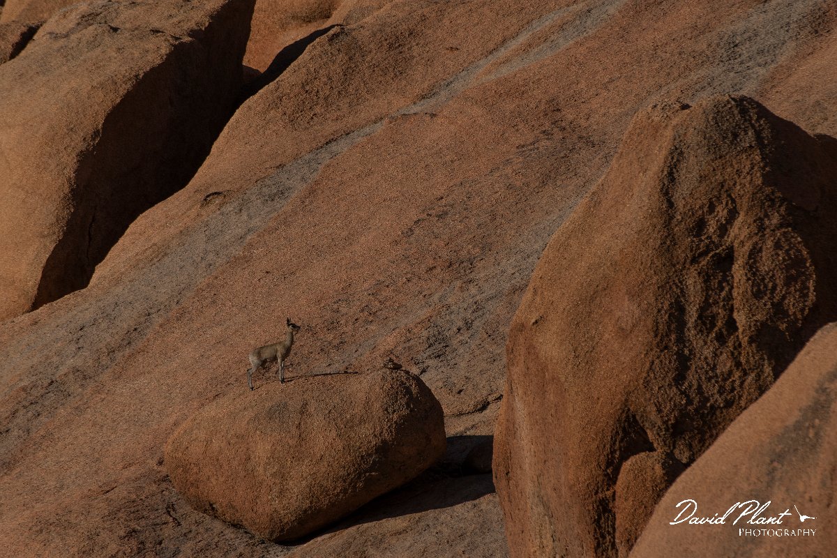 DPPhotography - Namibia - Kilpspringer - A.jpg - Kilpspringer - Spitzkoppe