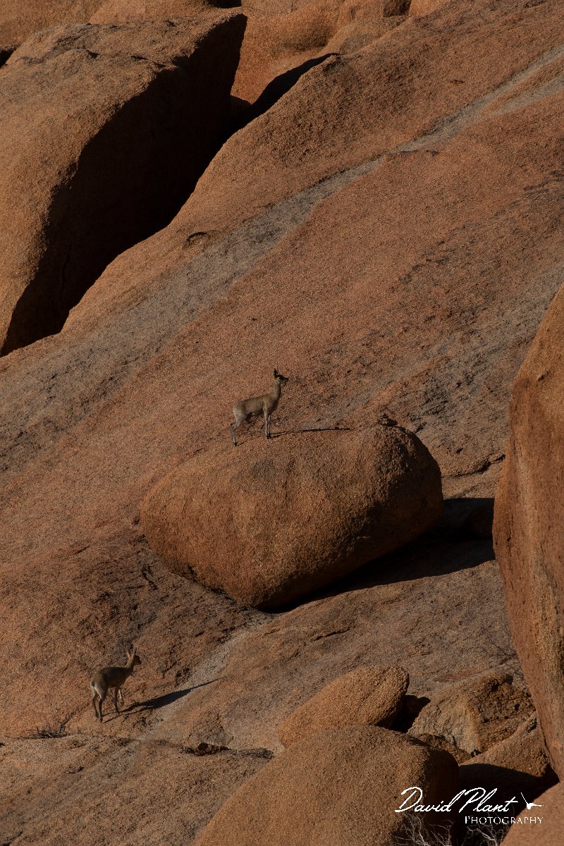 DPPhotography - Namibia - Kilpspringer - B.jpg - Kilpspringer pair - Spitzkoppe