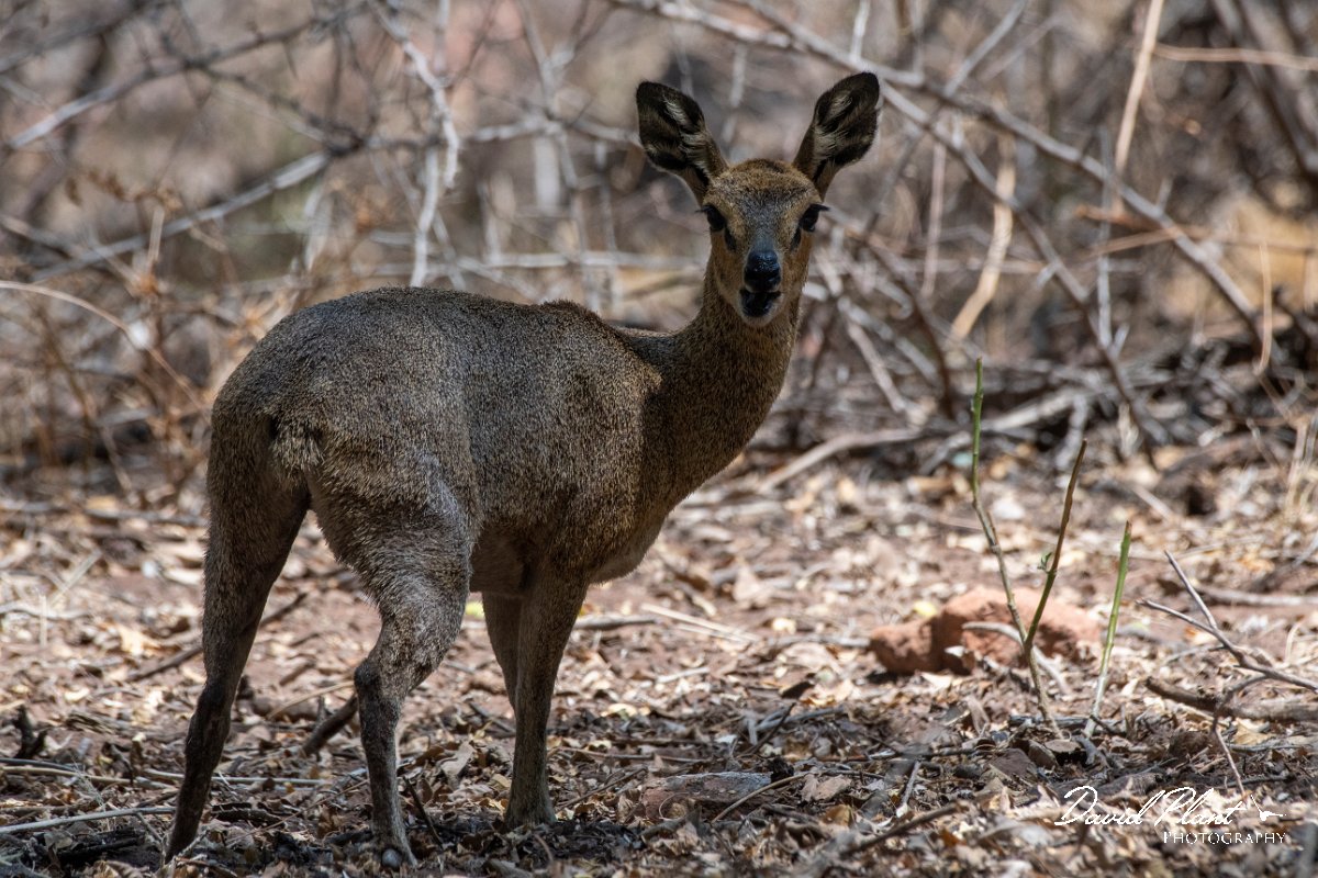 DPPhotography - Namibia - Kilpspringer - C.jpg - Kilpspringer female - Waterberg