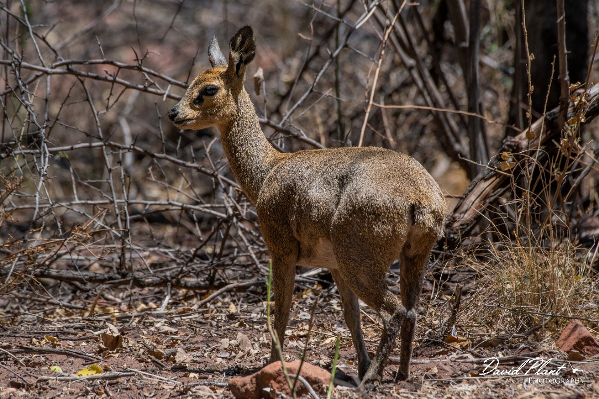 DPPhotography - Namibia - Kilpspringer - D.jpg - Kilpspringer female - Waterberg