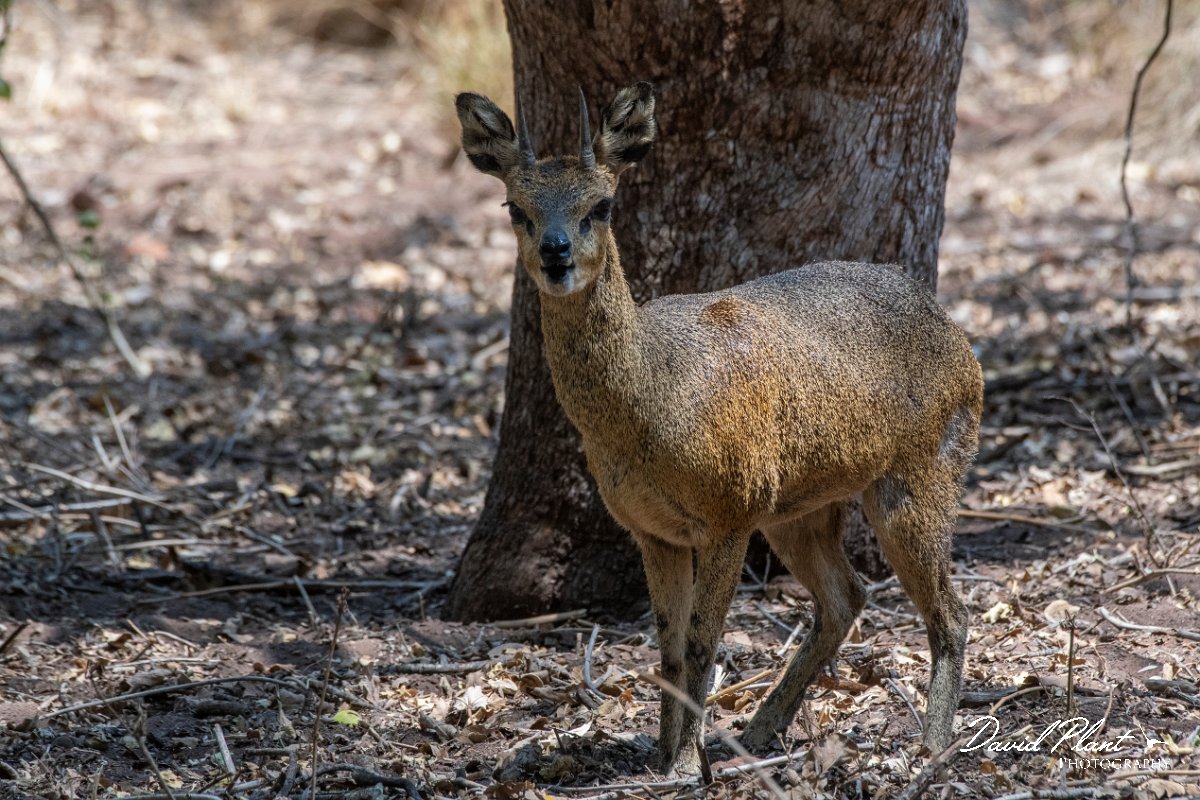 DPPhotography - Namibia - Kilpspringer - E.jpg - Kilpspringer male - Waterberg