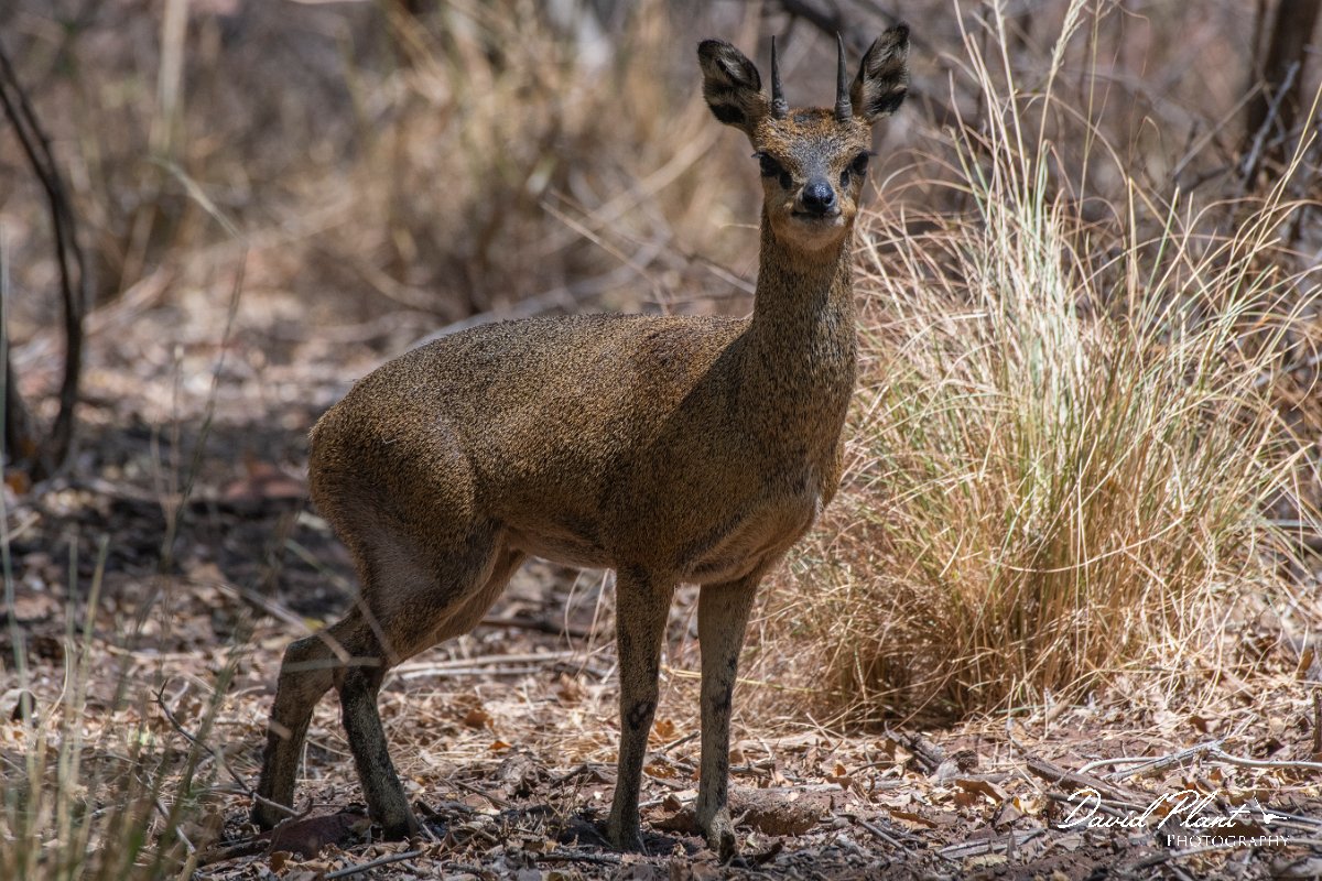 DPPhotography - Namibia - Kilpspringer - F.jpg - Kilpspringer male - Waterberg