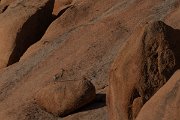 DPPhotography - Namibia - Kilpspringer - A