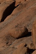 DPPhotography - Namibia - Kilpspringer - B