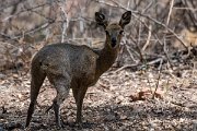 DPPhotography - Namibia - Kilpspringer - C