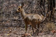 DPPhotography - Namibia - Kilpspringer - D
