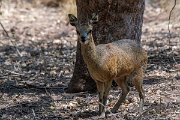 DPPhotography - Namibia - Kilpspringer - E