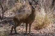 DPPhotography - Namibia - Kilpspringer - F