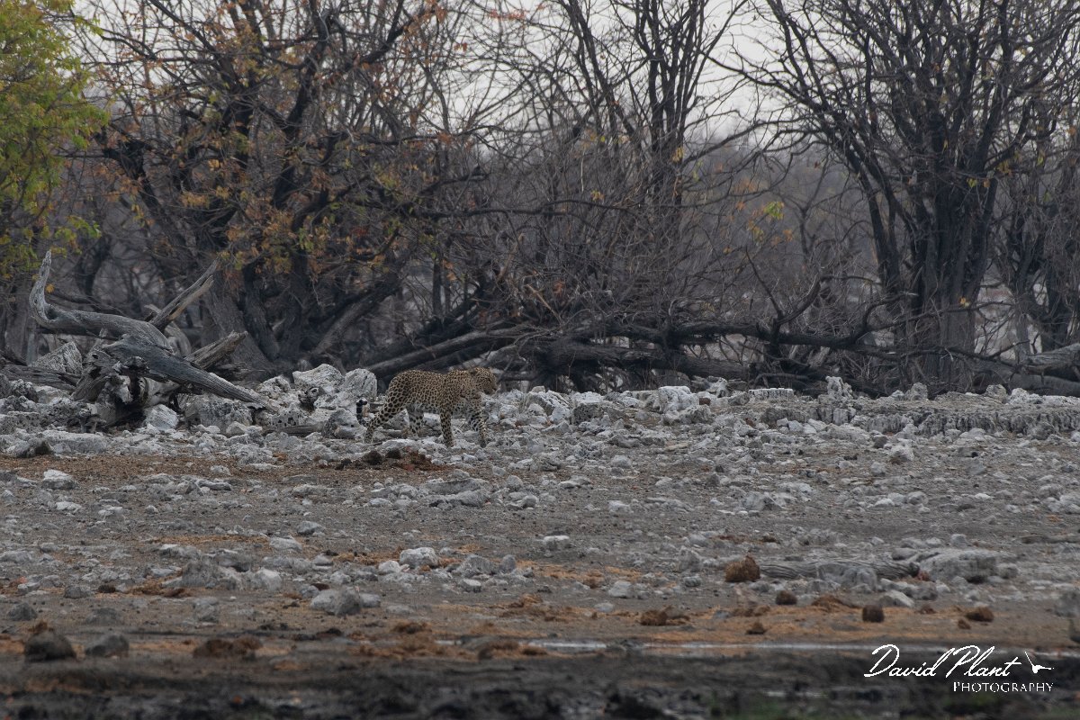 DPPhotography - Namibia - Leopard - A.jpg - Leopard female - Etosha National Park