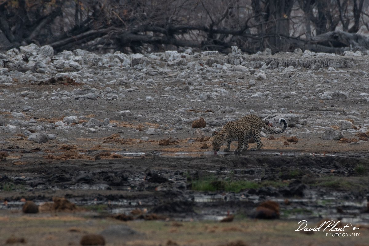 DPPhotography - Namibia - Leopard - D.jpg - Leopard female drinking - Etosha National Park